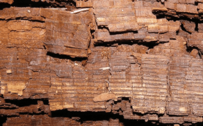 Types of Log Rot, Rot Fungi & Wood Decay on Log Cabins