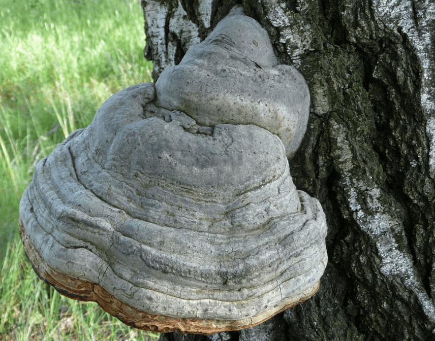 Tinder fungus