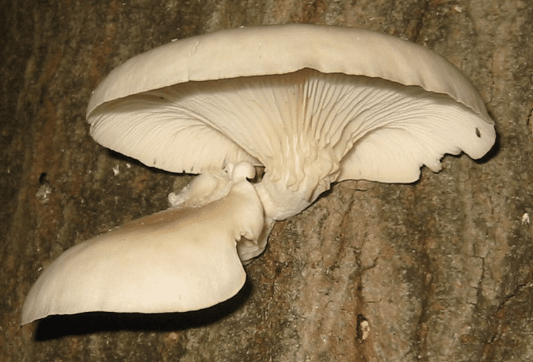 Oyster mushroom