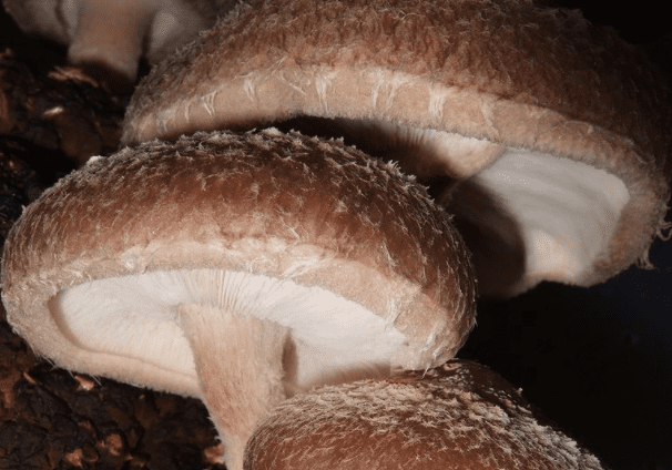 Shiitake mushroom