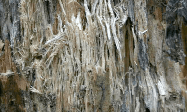 White-rot fungi can appear stringy and spongy. Picture taken from https://en.wikipedia.org/wiki/Wood-decay_fungus on 11/19/2020