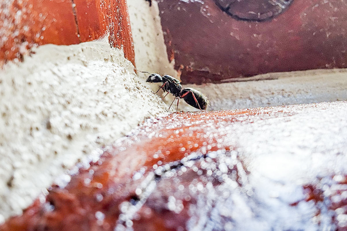 Close-up of a large, Carpenter ant crawling along a wall excavating nests within the wood, creating tunnels and galleries that weaken the structural integrity of the logs.