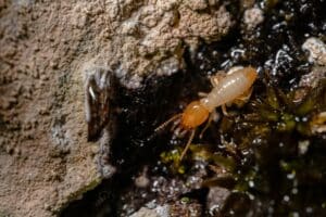 Close-up of a single termite crawling along moist, decaying wood, a sign of hidden infestation risk in log structures.