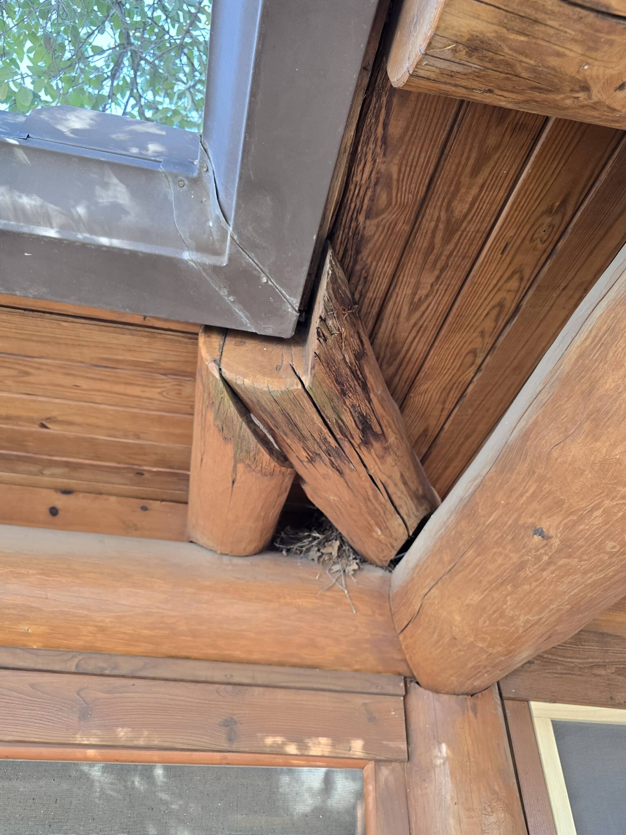 Dark staining and damaged wood on a projecting log beneath a gutter connection.