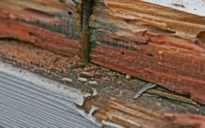 Pest-Proofing Your Log Cabin: Preserve Your Wooden Sanctuary With These Tips