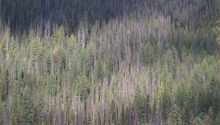 Cutting Down Douglas Fir for Log Home