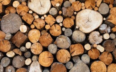 Best Wood Species for Log Homes (and How Each Affects Maintenance)