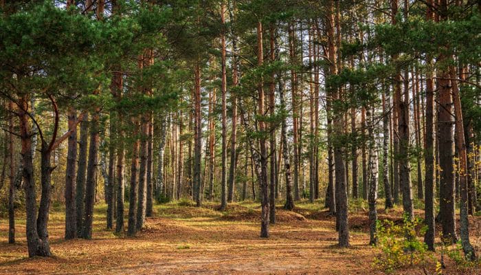 Pine Tree Forest Before Being Cut Down to Make Log Homes