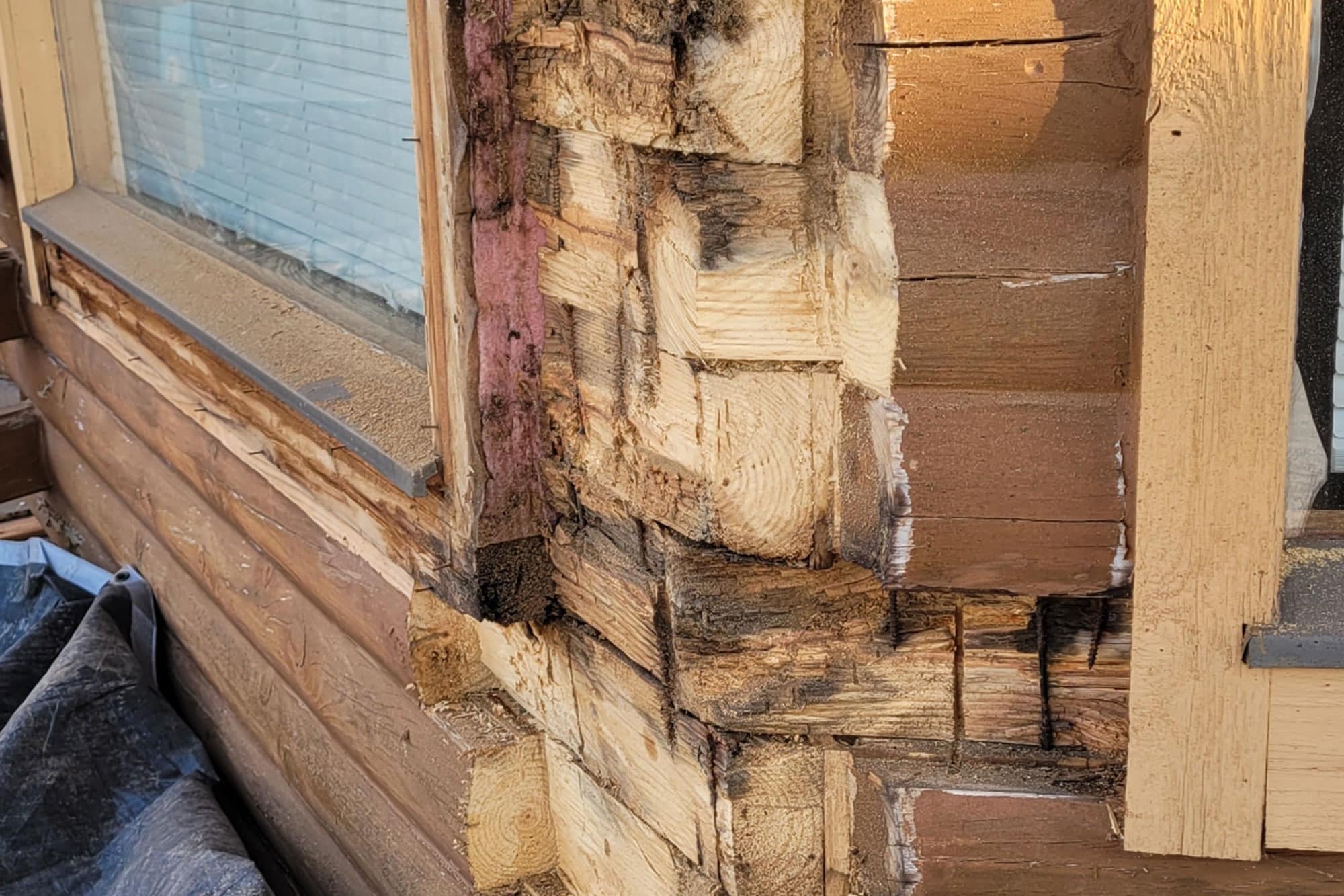 Close-up of a large, Carpenter ant crawling along a wall excavating nests within the wood, creating tunnels and galleries that weaken the structural integrity of the logs.
