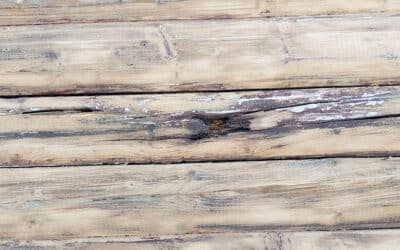 How Log Rot Spreads: From Surface Damage to Structural Failure