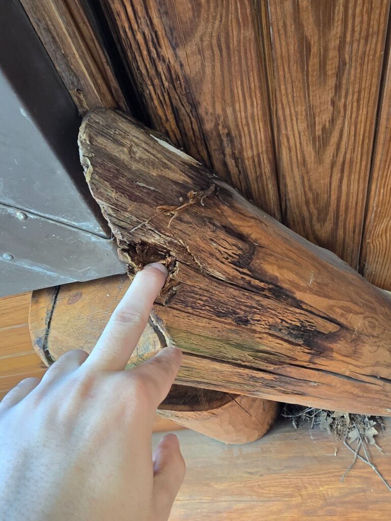 Showing how water damage can easily happen with log homes when gutters cause drainage onto the wood, and with holes this water will sit and break down the wood