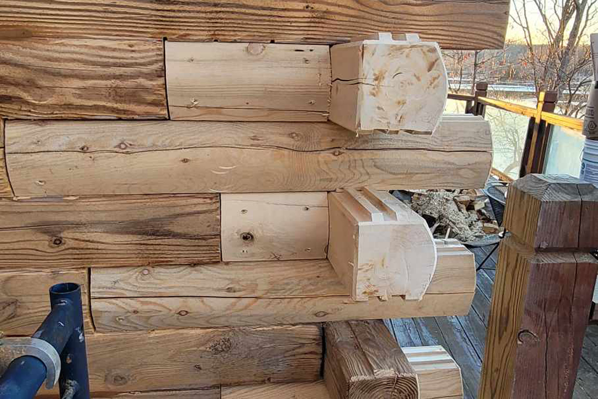 Close-up of a large, Carpenter ant crawling along a wall excavating nests within the wood, creating tunnels and galleries that weaken the structural integrity of the logs.